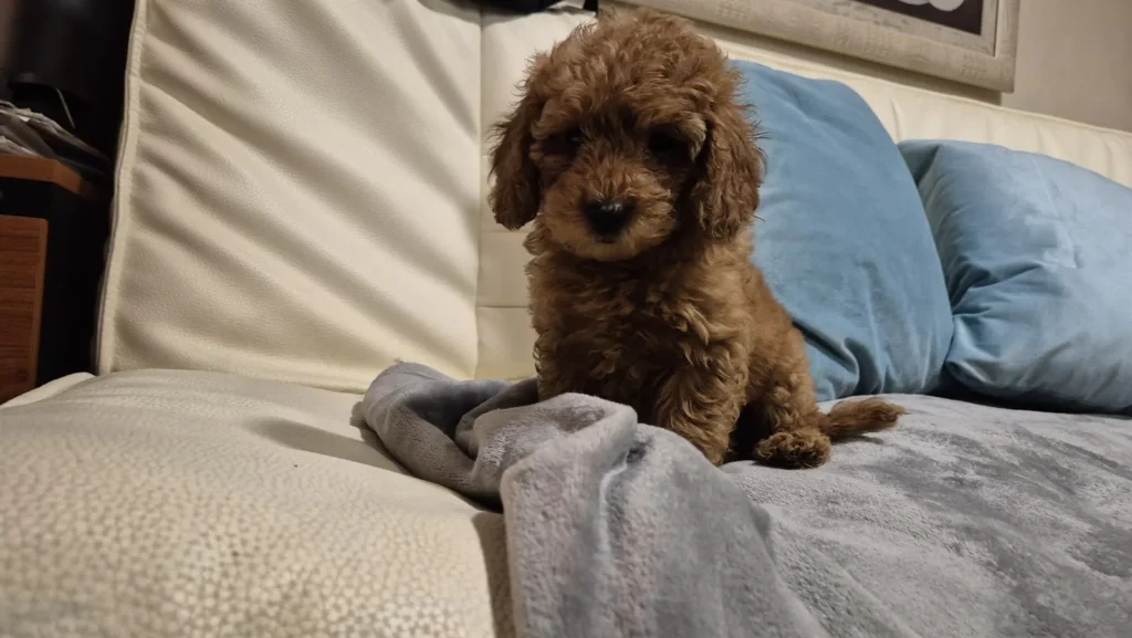 Linsi, hembra de Caniche Toy roja, sentada en el sofá