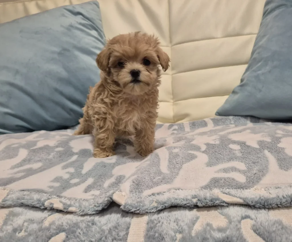 Cachorro de Maltipoo apricot sentado sobre una manta entre cojines
