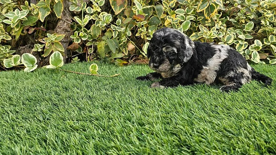 Mayalen, cachorra de caniche merle hembra tumbada en el césped del jardín