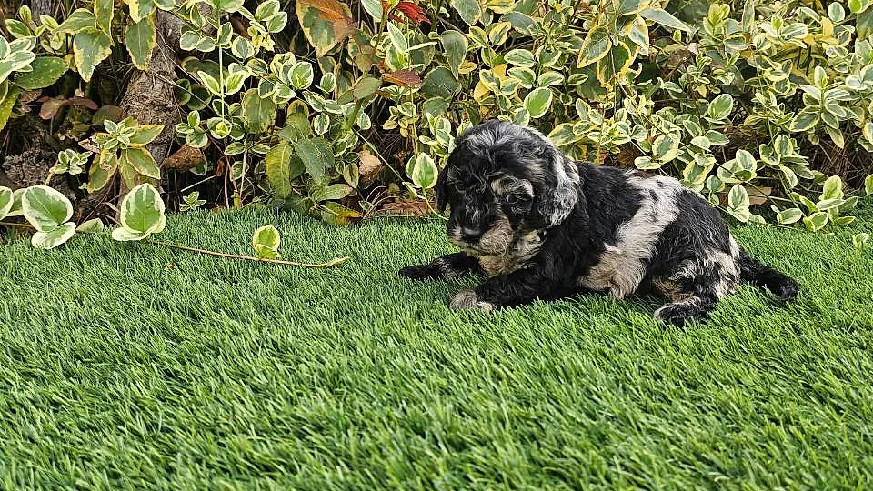 Mayalen, cachorra de caniche merle descansando sobre el césped