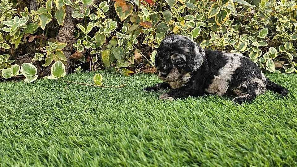 Mayalen, cachorra de caniche merle negro y plata en el jardín