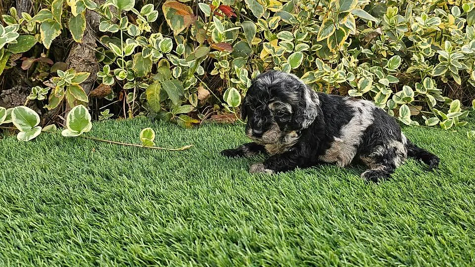Mayalen, pequeña caniche merle hembra sobre césped verde