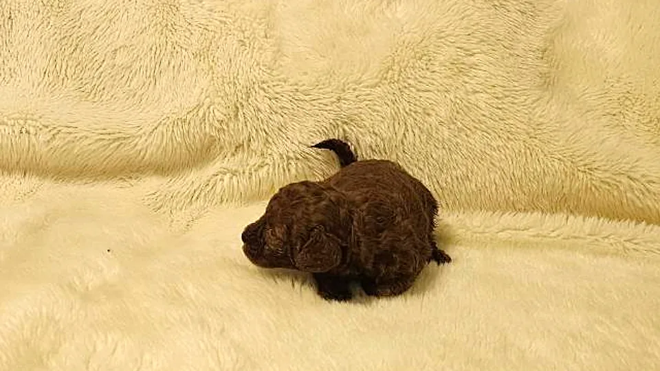 Nadia, caniche toy roja hembra vista de perfil