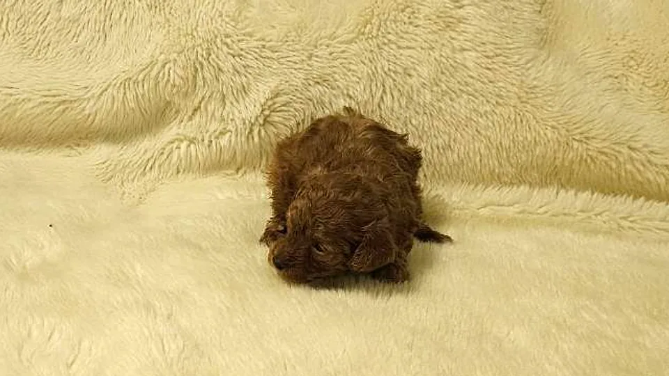 Nerea, cachorra de caniche toy roja sobre una manta