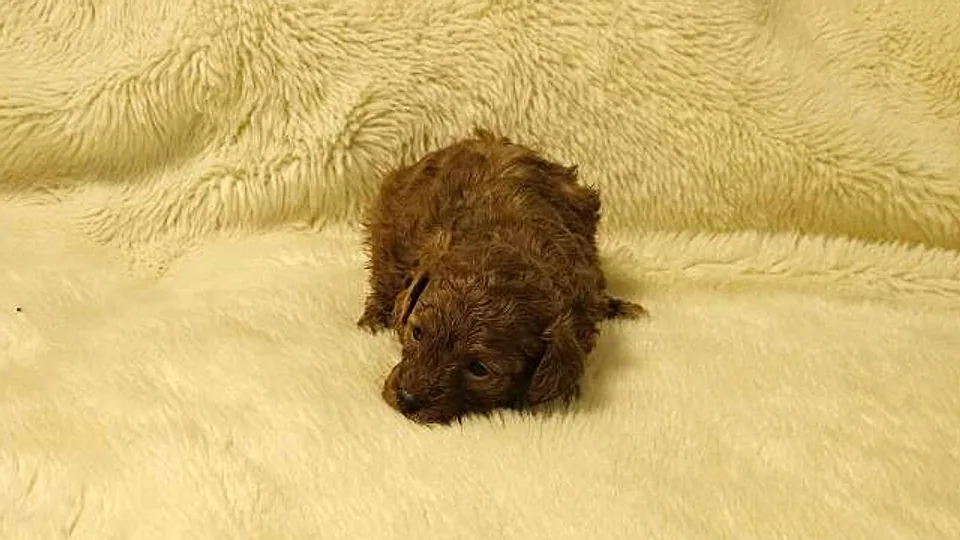 Nerea, caniche toy roja hembra en primer plano